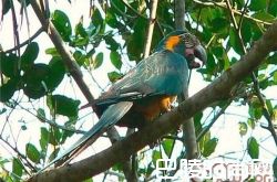 蓝喉金刚鹦鹉价格及智商 蓝喉金刚鹦鹉好养吗多少钱一只