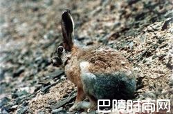 灰尾兔价格及智商 灰尾兔好养吗多少钱一只