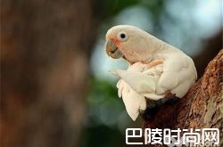 戈芬氏凤头鹦鹉价格及智商 戈芬氏凤头鹦鹉好养吗多少钱一只