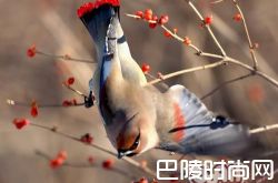 小太平鸟价格及智商 小太平鸟好养吗多少钱一只