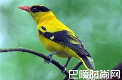 黄鹂价格及智商 黄鹂好养吗多少钱一只