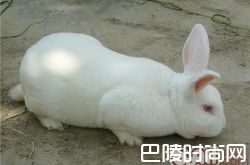 新西兰兔价格及智商 新西兰兔好养吗多少钱一只