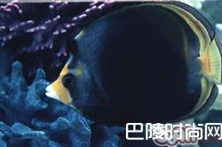 澳洲帝王蝶价格及智商 澳洲帝王蝶好养吗多少钱一只