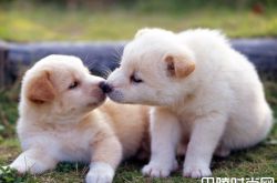 看到狗就颤抖退缩怎么办？怕狗的人是什么心理