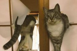 宠物猫不能理解的神奇动作 家有萌猫乐趣多