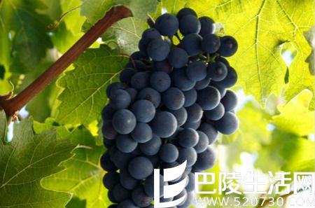 赤霞珠基础知识小测