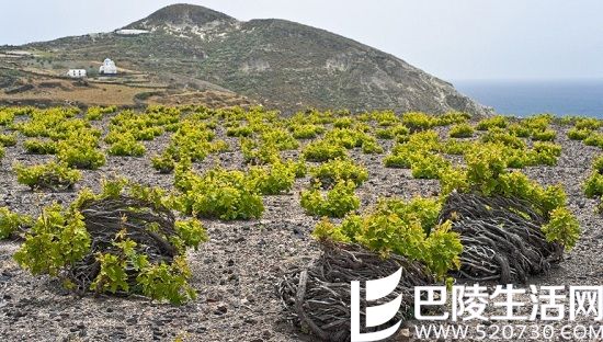 全球最值得游览的15条葡萄酒之路（上）