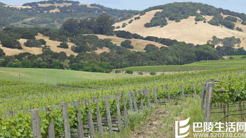 纳帕谷的葡萄藤和树之争