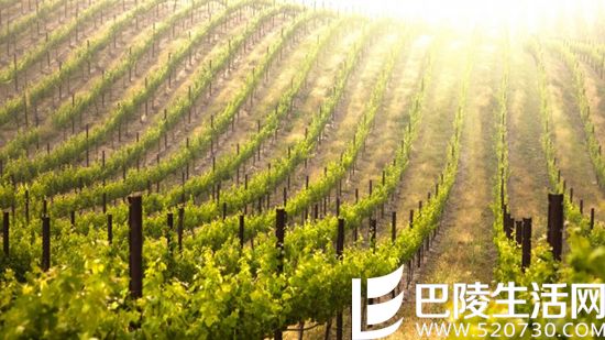 知识猎奇:你家花园种上葡萄能酿多少葡萄酒? 知识猎奇:你家花园种上葡萄能酿多少葡萄酒?
