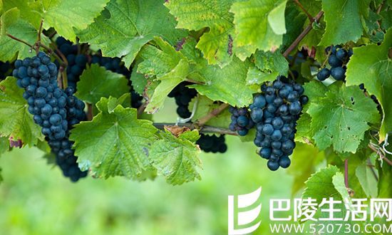 知识猎奇:你家花园种上葡萄能酿多少葡萄酒? 知识猎奇:你家花园种上葡萄能酿多少葡萄酒?