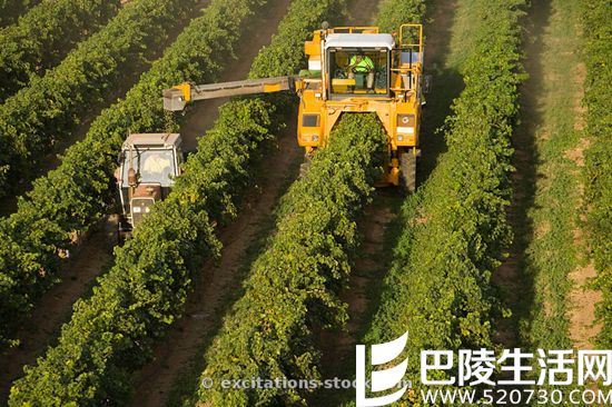 机械采收、罐中发酵，这些现代工艺酿不出好酒？