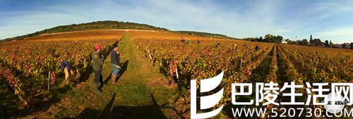 勃艮第的传奇——大德园