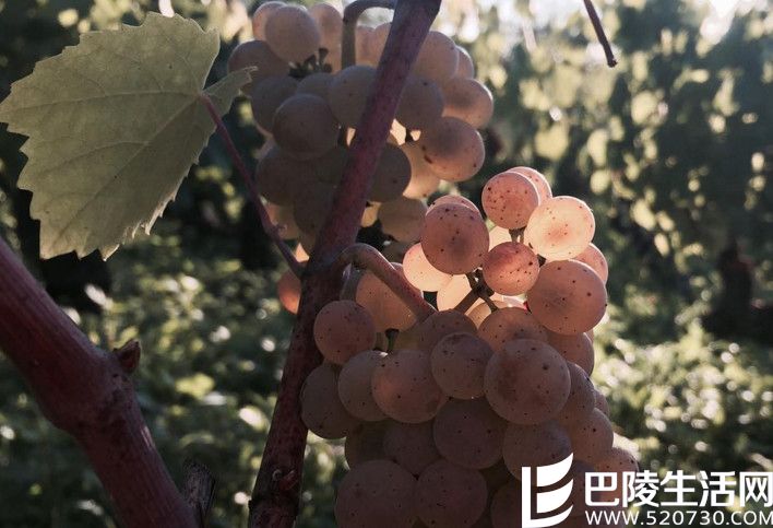 阿里高特:在霞多丽旁依旧闪光的勃艮第品种 阿里高特:在霞多丽旁依旧闪光的勃艮第品种