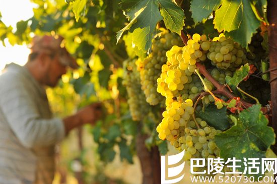 加州葡萄开始迎来第一次丰收