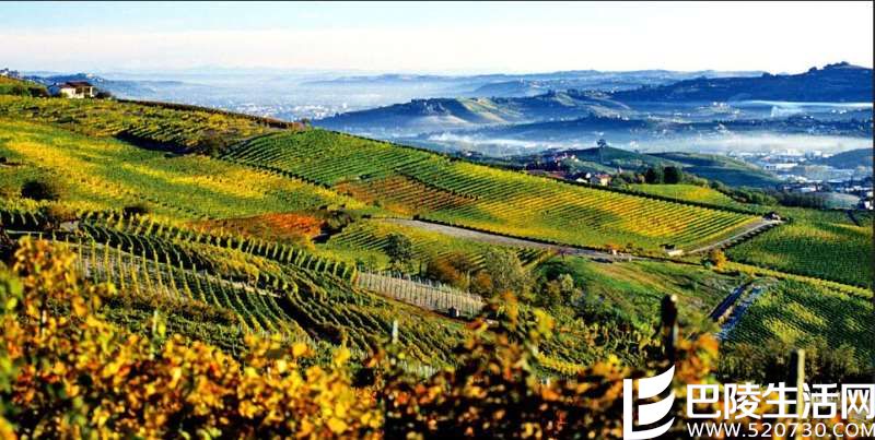 顶级葡萄酒产国中的遗珠