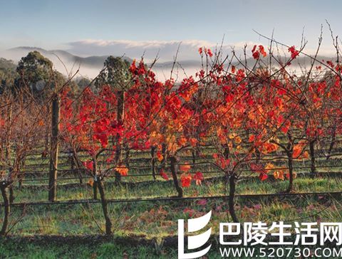 那些入了画的葡萄园,哪个入了你的心? 那些入了画的葡萄园,哪个入了你的心?