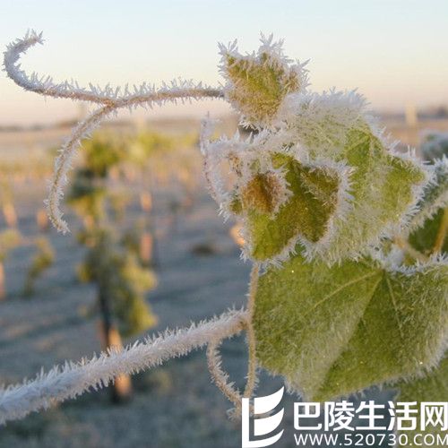 霜雹来袭，法国葡萄酒大减产