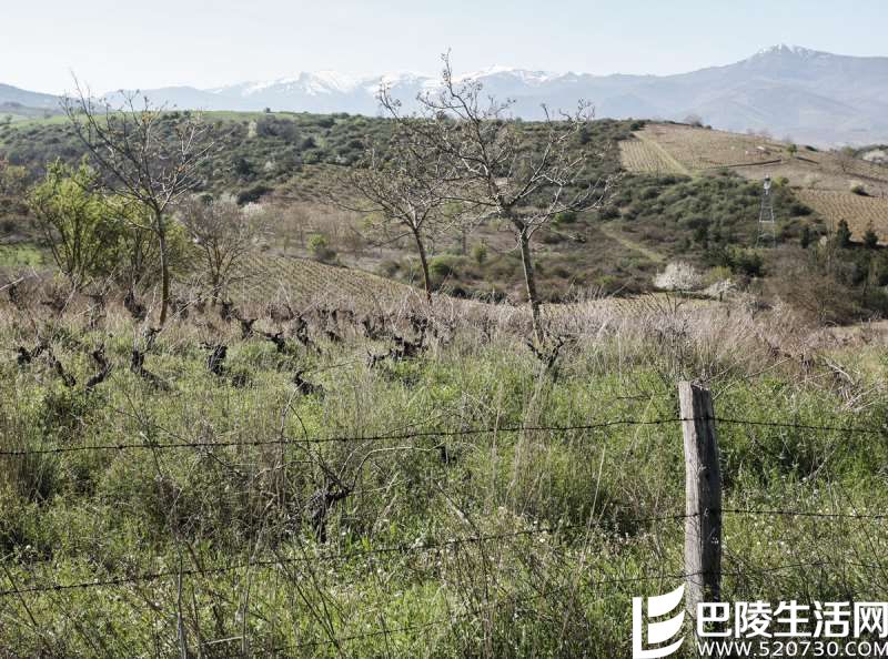 寻根溯源:加州葡萄酒的过往 寻根溯源:加州葡萄酒的过往