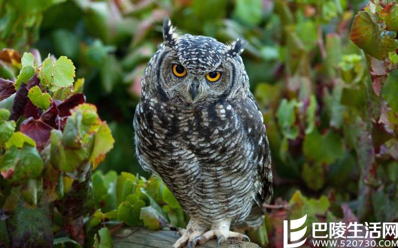 葡萄园头号通缉犯集结令 葡萄园头号通缉犯集结令