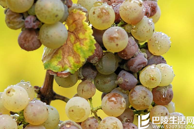 葡萄园头号通缉犯集结令 葡萄园头号通缉犯集结令