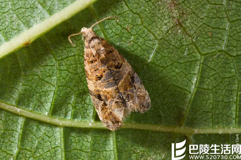 葡萄园头号通缉犯集结令