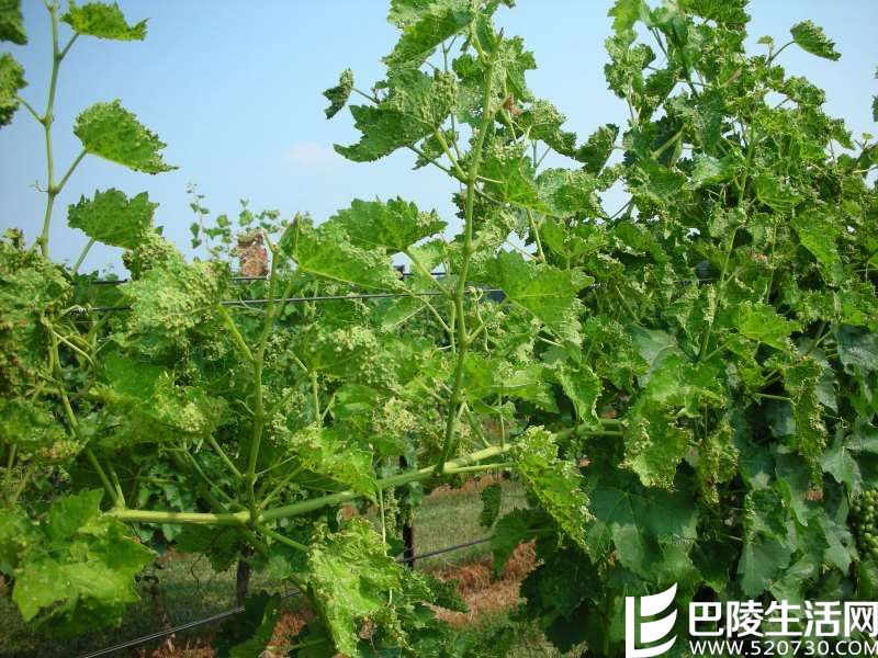 葡萄园头号通缉犯集结令