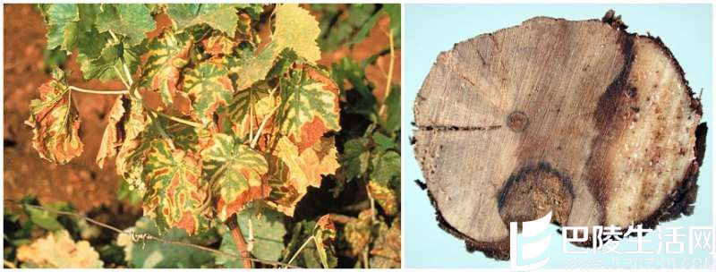 葡萄园头号通缉犯集结令