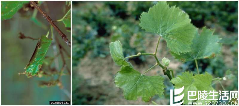 葡萄园头号通缉犯集结令 葡萄园头号通缉犯集结令