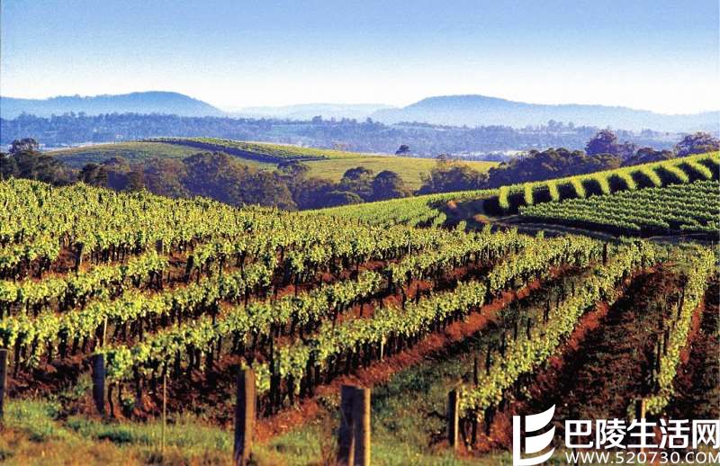 猎人谷葡萄酒指南