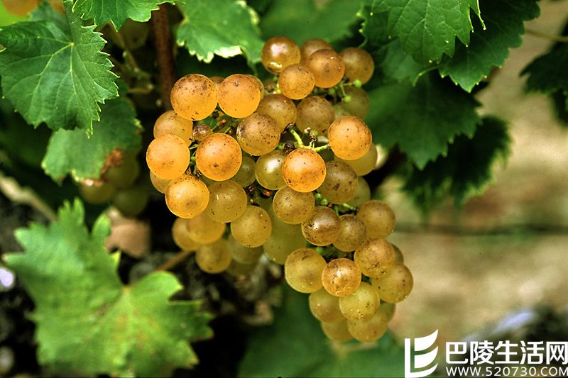 猎人谷葡萄酒指南