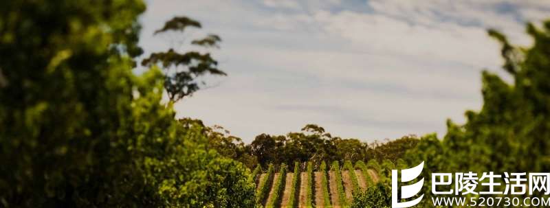 猎人谷葡萄酒指南 猎人谷葡萄酒指南