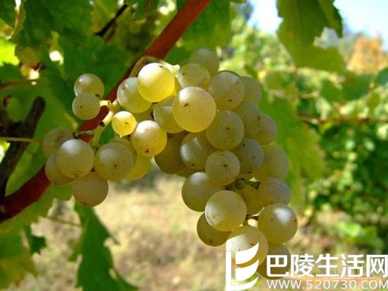 长相思，你更钟爱哪个产区？