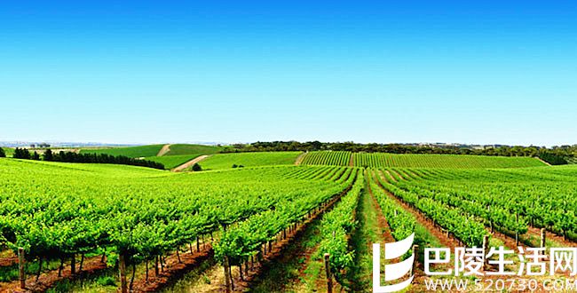 猎人谷葡萄酒指南