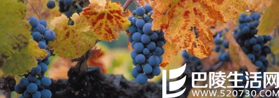 未来谁代表加州葡萄酒——仙粉黛还是赤霞珠? 未来谁代表加州葡萄酒——仙粉黛还是赤霞珠?