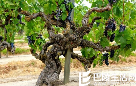 未来谁代表加州葡萄酒——仙粉黛还是赤霞珠？