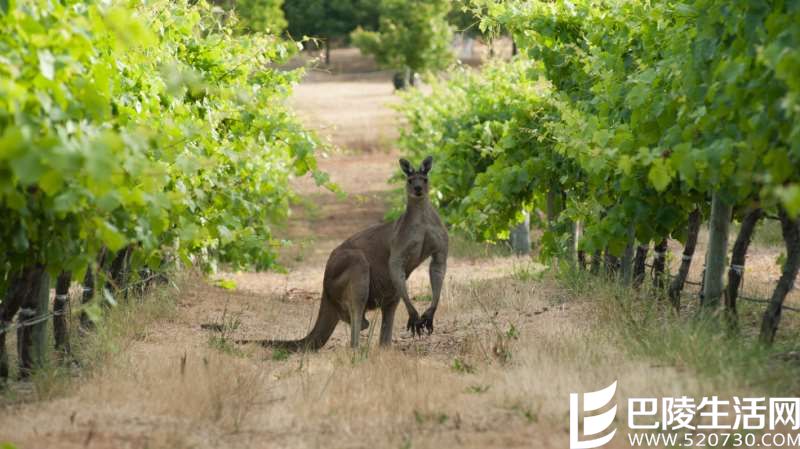 玛格利特河：被海洋环绕的葡萄酒产区