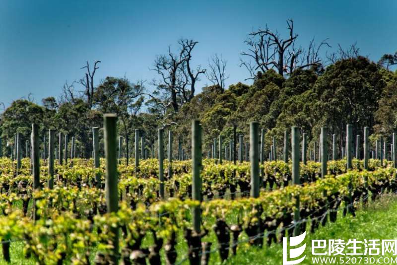 玛格利特河:被海洋环绕的葡萄酒产区 玛格利特河:被海洋环绕的葡萄酒产区