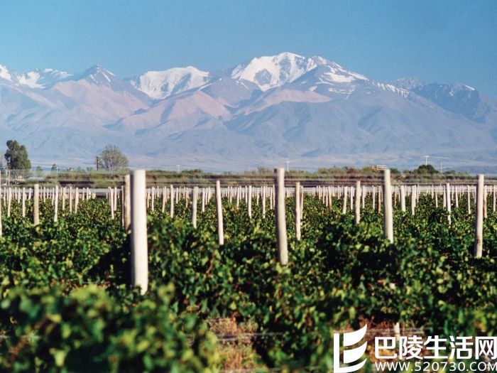 或暖或凉：温带大陆性气候下的葡萄酒产区