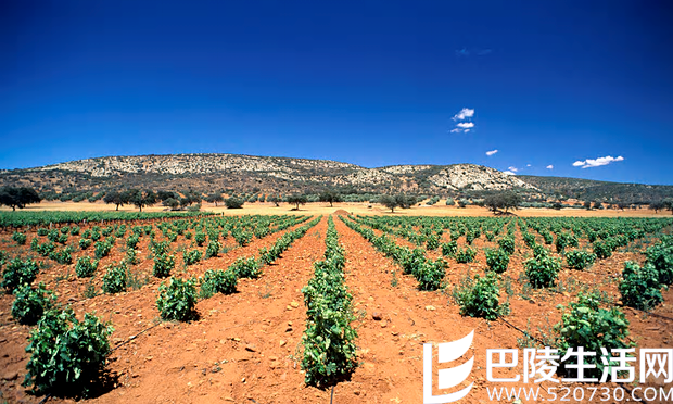 或暖或凉：温带大陆性气候下的葡萄酒产区