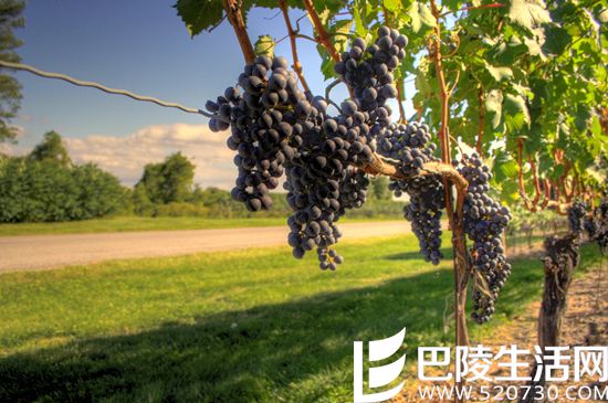 对葡萄酒而言,年份到底有多重要? 对葡萄酒而言,年份到底有多重要?