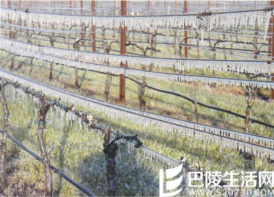 对葡萄酒而言，年份到底有多重要？