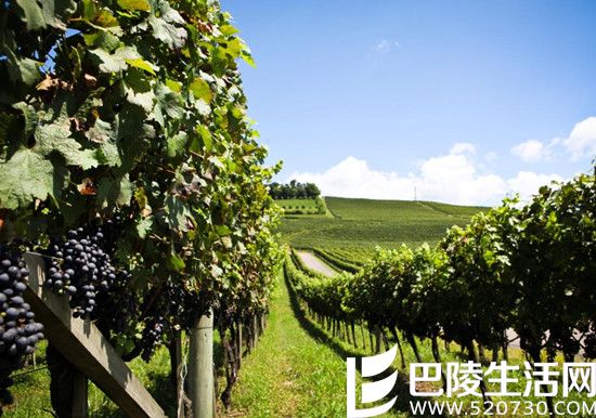 看奥运盛会，邂逅巴西葡萄酒