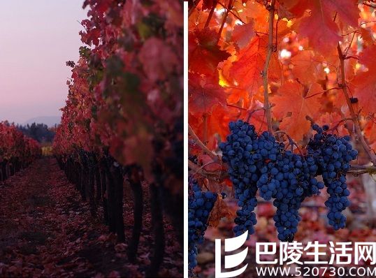 游智利圣地亚哥,这些葡萄酒产区你不能错过 游智利圣地亚哥,这些葡萄酒产区你不能错过