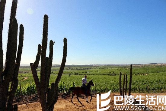 游智利圣地亚哥,这些葡萄酒产区你不能错过 游智利圣地亚哥,这些葡萄酒产区你不能错过