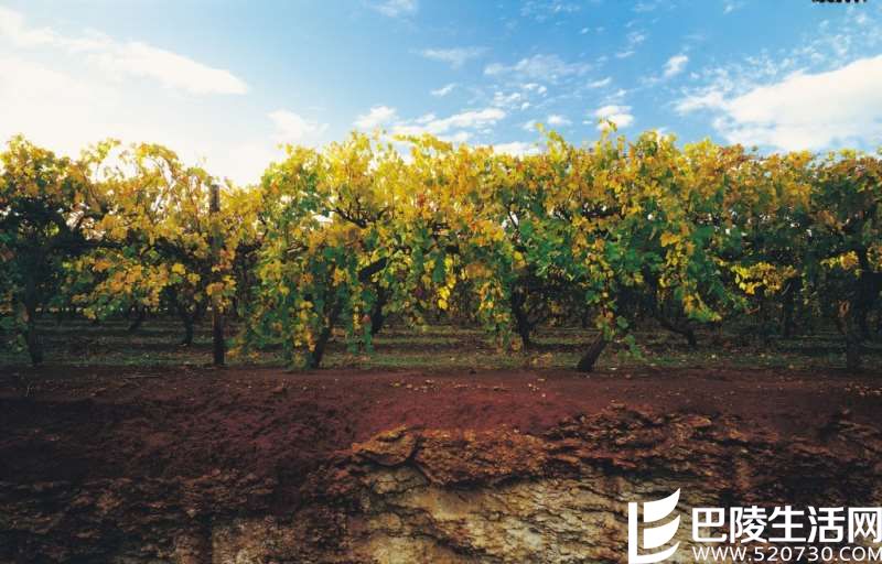 除了波尔多，这些地方的赤霞珠也不错
