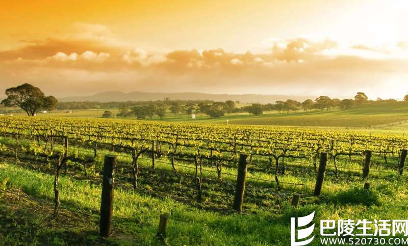 除了波尔多,这些地方的赤霞珠也不错 除了波尔多,这些地方的赤霞珠也不错