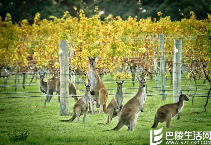 除了波尔多，这些地方的赤霞珠也不错