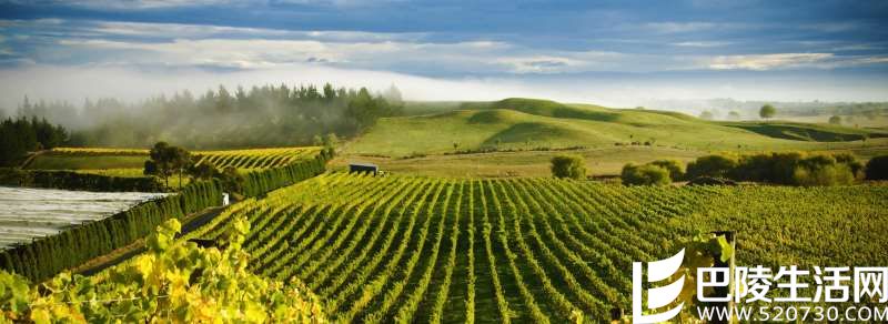 除了波尔多，这些地方的赤霞珠也不错