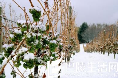 关于冰酒的这七件事，你听说过吗？