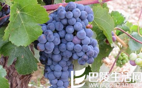 如果你喜欢西拉,还可以试试这8种葡萄酒 如果你喜欢西拉,还可以试试这8种葡萄酒